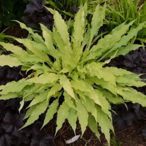 Hosta Wiggles and Squiggles Live Plant – 5.25
