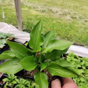 Hosta Wild Cherry Live Plant – Shade-Loving Perennial with Glossy Foliage - Image 3