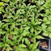 Hosta Wild Cherry Live Plant – Shade-Loving Perennial with Glossy Foliage - Image 1