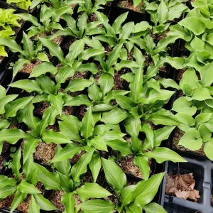 Hosta Wild Cherry Live Plant – Shade-Loving Perennial with Glossy Foliage - Image 1