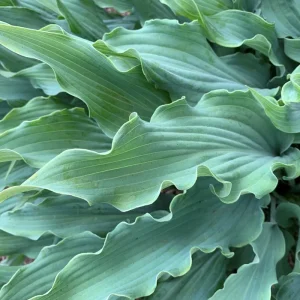 Hosta Wild Imagination Live Plant, 5.25