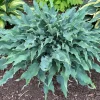 Hosta Wild Imagination Live Plant, 5.25" Pot, Perennial, Shade - Image 1