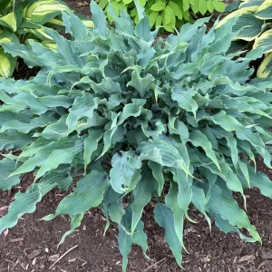 Hosta Wild Imagination Live Plant, 5.25