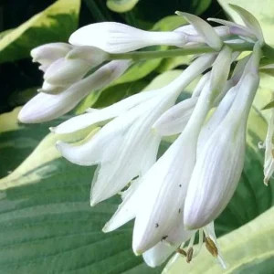 Hosta Wildest Dreams Live Plant – 5.25