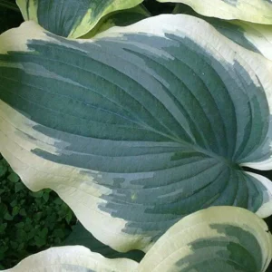 Hosta Wildest Dreams Live Plant – 5.25