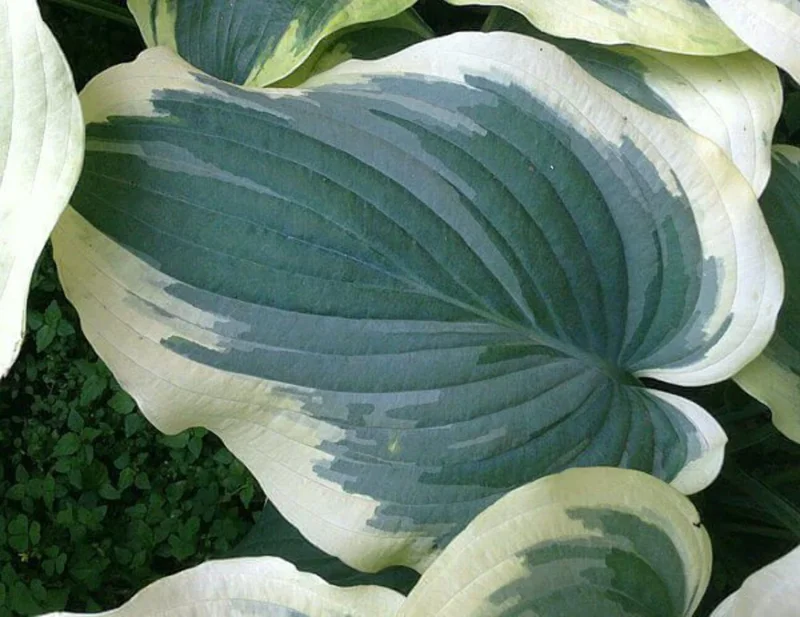 Hosta Wildest Dreams Live Plant – 5.25" Pot – Shade Perennial - Image 3