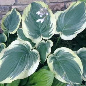 Hosta Wildest Dreams Live Plant – 5.25