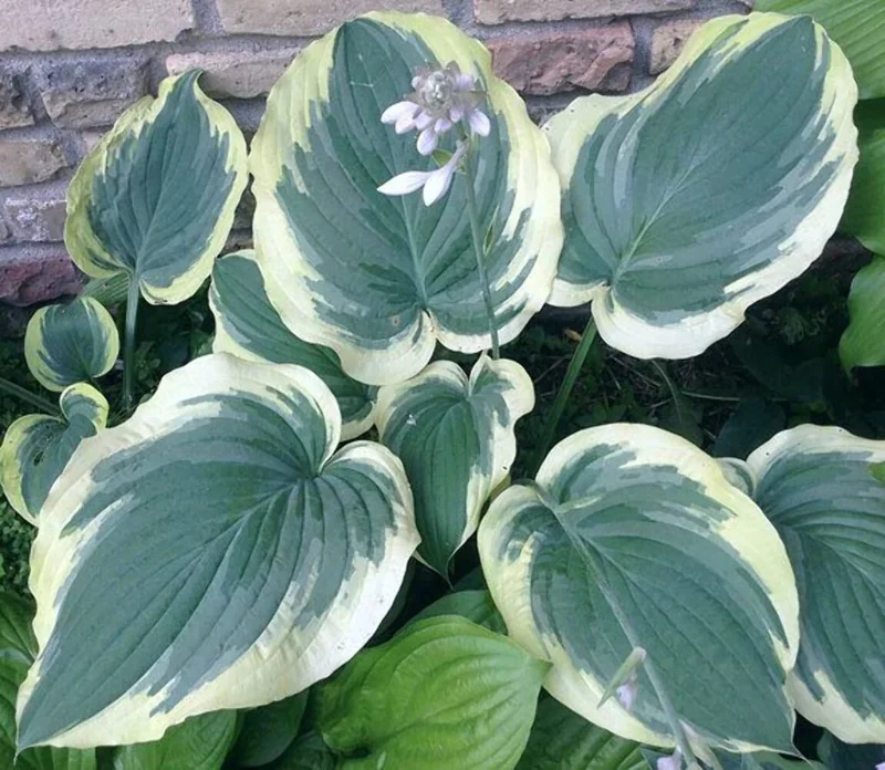 Hosta Wildest Dreams Live Plant – 5.25" Pot – Shade Perennial - Image 1