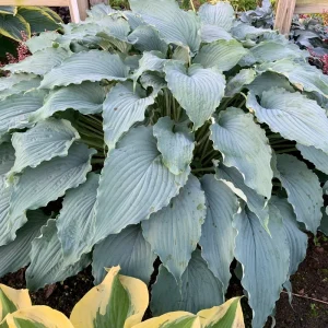 Hosta 'Wind Beneath My Wings' Live Plant - 5.25" Pot, Perennial Shade, Blue - Image 1