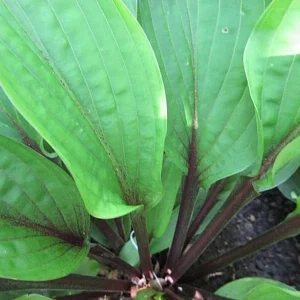 Hosta Wisconsin Red Live Plant - 5.25