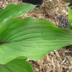 Hosta Wisconsin Red Live Plant - 5.25