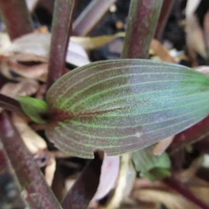 Hosta Wisconsin Red Live Plant - 5.25