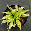 Hosta Wizard of Ahhhs Live Plant – 5.25" Pot – Perennial Shade Plant - Image 1