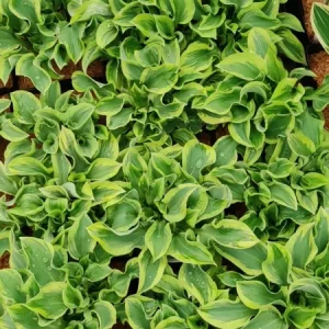 Hosta 'Wrinkle in Time' Live Plant – 5.25
