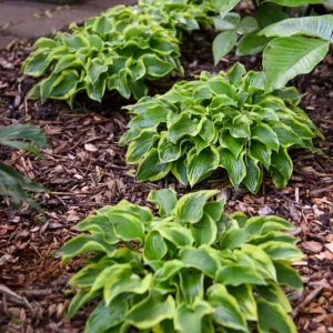 Hosta 'Wrinkle in Time' Live Plant – 5.25