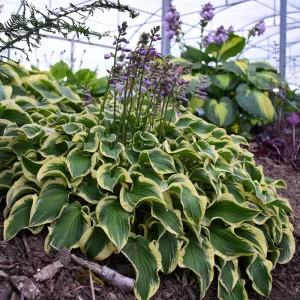 Hosta 'Wrinkle in Time' Live Plant – 5.25