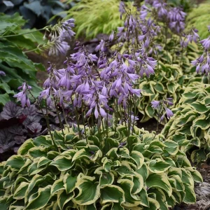 Hosta 'Wrinkle in Time' Live Plant – 5.25