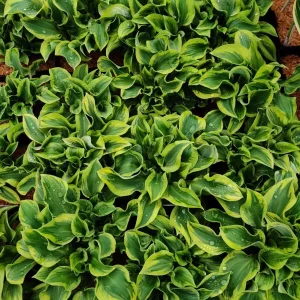 Hosta 'Wrinkle in Time' Live Plant – 5.25