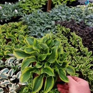 Hosta 'Wrinkle in Time' Live Plant – 5.25