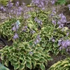 Hosta 'Wrinkle in Time' Live Plant – 5.25" Pot – Perennial Shade Hardy - Image 1
