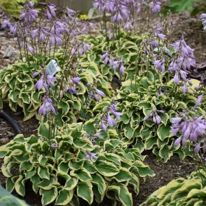 Hosta 'Wrinkle in Time' Live Plant – 5.25