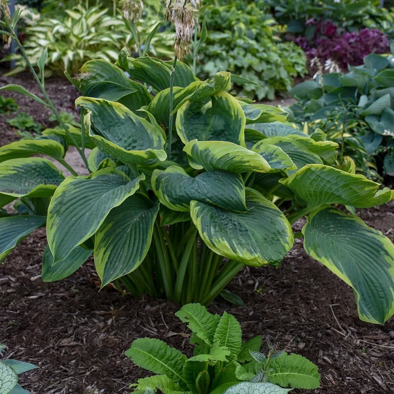 Hosta Wu-La-La Live Plant – 5.25" Pot – Perennial Shade Plant - Image 2