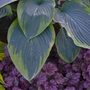 Hosta Wu-La-La Live Plant – 5.25