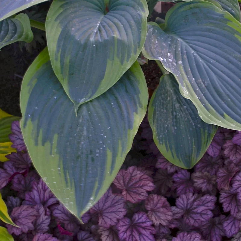 Hosta Wu-La-La Live Plant – 5.25" Pot – Perennial Shade Plant - Image 3