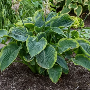 Hosta Wu-La-La Live Plant – 5.25