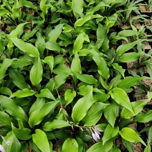 Hosta Xcuse Me Live Plant – 5.25