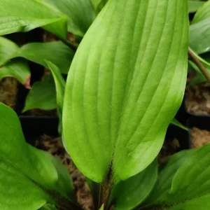 Hosta Xcuse Me Live Plant – 5.25