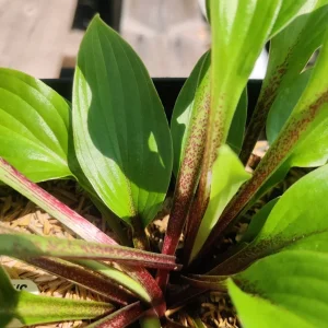 Hosta Xcuse Me Live Plant – 5.25