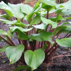 Hosta Xcuse Me Live Plant – 5.25