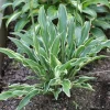 Hosta Yippee Live Plant – Perennial Shade Plant – 5.25" Pot - Image 1