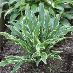 Hosta Yippee Live Plant – Perennial Shade Plant – 5.25" Pot - Image 1