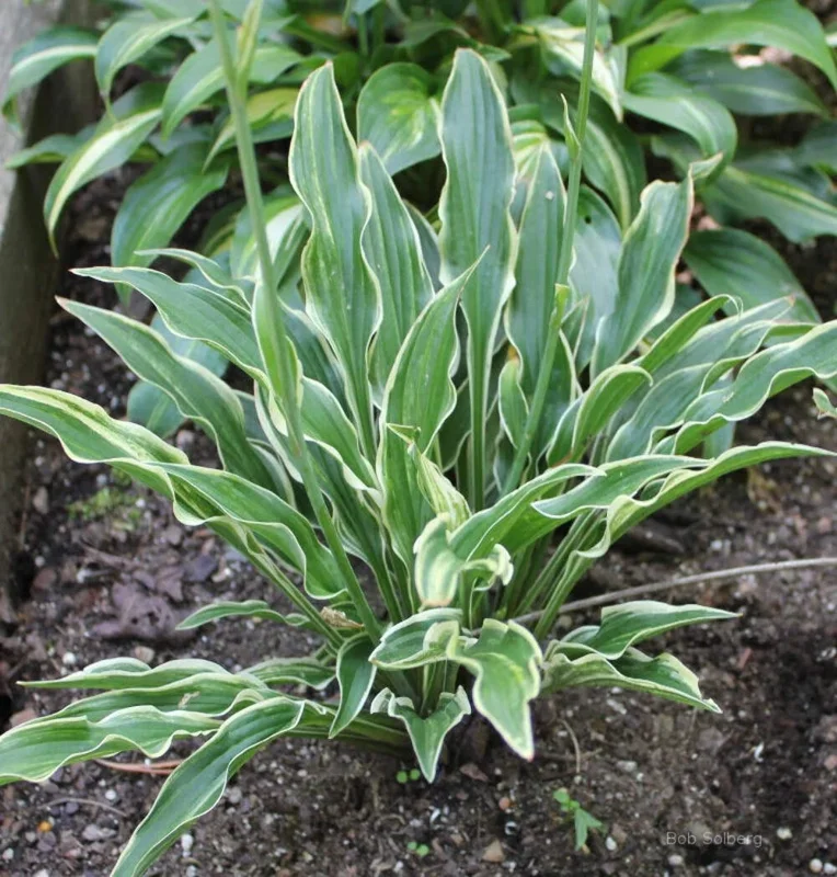 Hosta Yippee Live Plant – Perennial Shade Plant – 5.25" Pot - Image 1