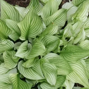 Hosta Zebra Stripes Live Plant – 5.25