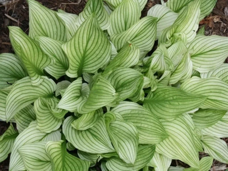 Hosta Zebra Stripes Live Plant – 5.25" Pot – Well Rooted Perennial Shade - Image 2