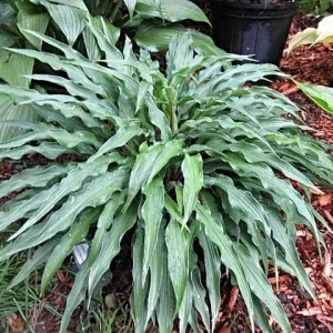 Hosta 'Zucchini Fries' Live Plant - Perennial Shade Plant - 5.25 inch Pot - Image 2