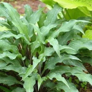 Hosta 'Zucchini Fries' Live Plant - Perennial Shade Plant - 5.25 inch Pot - Image 1