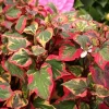 Houttuynia 'Chameleon' Live Plant – Variegated Perennial Ground Cover Outdoor - Image 1