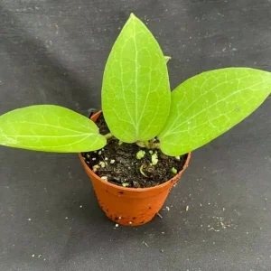 Hoya aff. fitchii Live Plant - Two Rooted Plants in 2.5 inch Pot - Rare Indoor Hoya - Image 2