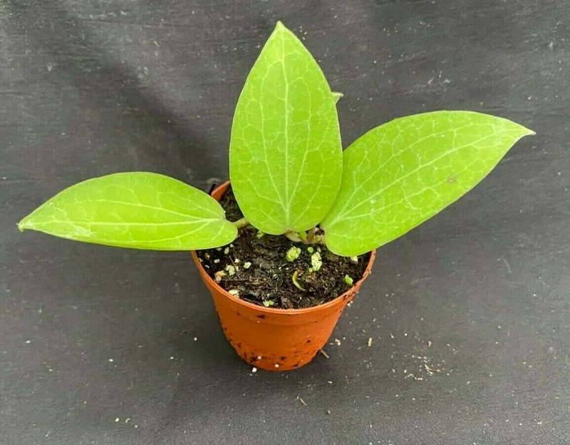 Hoya aff. fitchii Live Plant - Two Rooted Plants in 2.5 inch Pot - Rare Indoor Hoya - Image 2