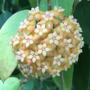 Hoya aff. fitchii Live Plant - Two Rooted Plants in 2.5 inch Pot - Rare Indoor Hoya - Image 1