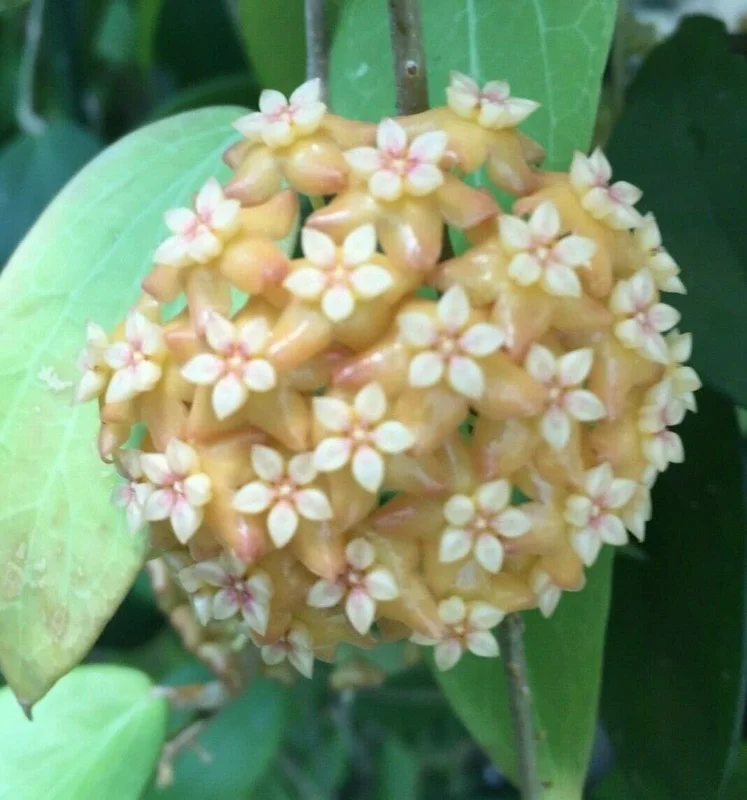 Hoya aff. fitchii Live Plant - Two Rooted Plants in 2.5 inch Pot - Rare Indoor Hoya - Image 1