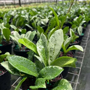 Hoya AH 074 Wax Plant Live Plant – Rare Indoor & Outdoor Tropical Houseplant in 4" Pot - Image 2