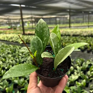 Hoya AH 074 Wax Plant Live Plant – Rare Indoor & Outdoor Tropical Houseplant in 4