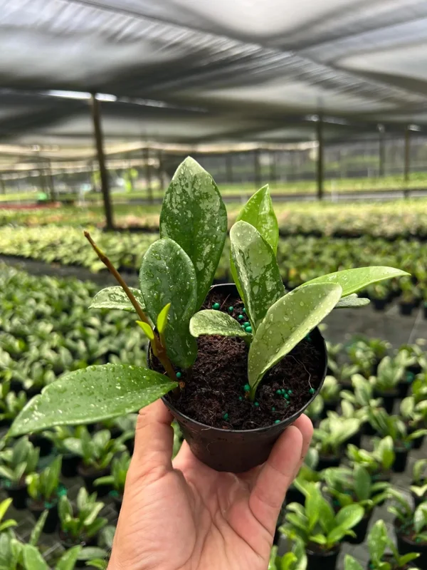 Hoya AH 074 Wax Plant Live Plant – Rare Indoor & Outdoor Tropical Houseplant in 4" Pot - Image 5