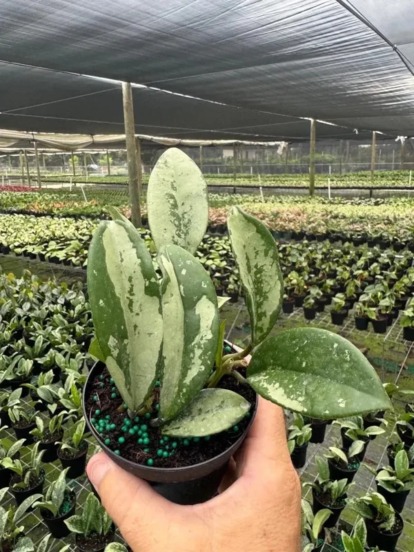 Hoya AH 074 Wax Plant Live Plant – Rare Indoor & Outdoor Tropical Houseplant in 4" Pot - Image 1