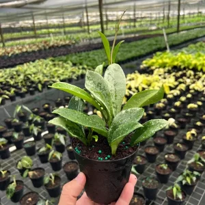 Hoya AH 074 Wax Plant - Rare Live Tropical Houseplant in 4